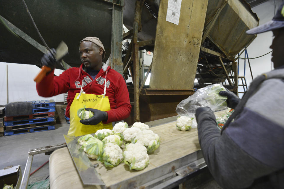 NEW HAMBURG, ON- AUGUST 28: Kevin Smith of Jamaica trims a cauliflower. Pfenning's Organic Farms in New Hamburg, Ontario, employs Canadians and Jamaican migrant farm workers to work its fields and packing warehouse. The owners would like to see its Jamaican workers afforded better pathways to becoming permanent residents and have open work permits that give workers the ability to easily change employers. Jim Rankin/Toronto Star (Jim Rankin/Toronto Star via Getty Images)