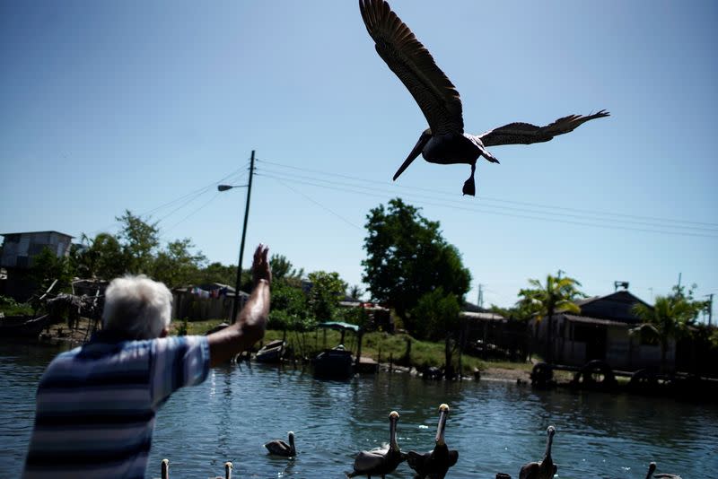 Leonardo Carrillo alimenta un grupo de pelícanos desde su jardín en la playa de Guanimar, Cuba. Marzo, 2021. REUTERS/Alexandre Meneghini