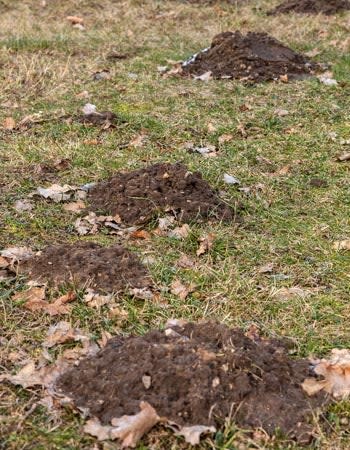 Yard Mole Removal Cost