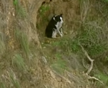 Jimmy pictured stuck on the Bells Beach cliff before he was rescued. Source: 9News