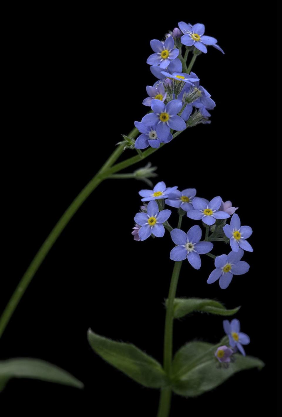 Forget Me Nots