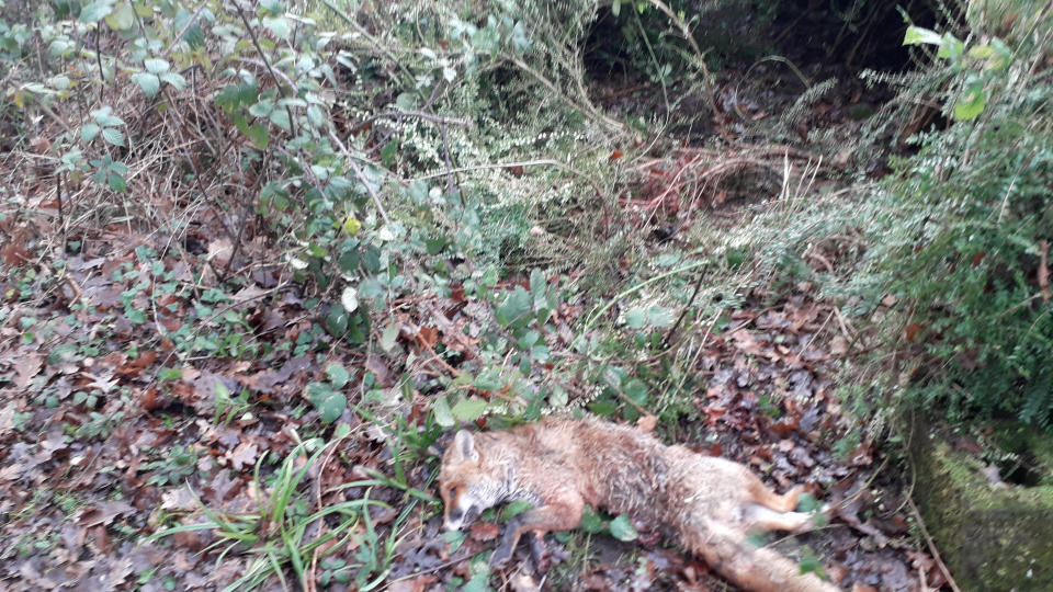 The fox was killed by ‘frenzied’ hounds claimed onlookers (SWNS)