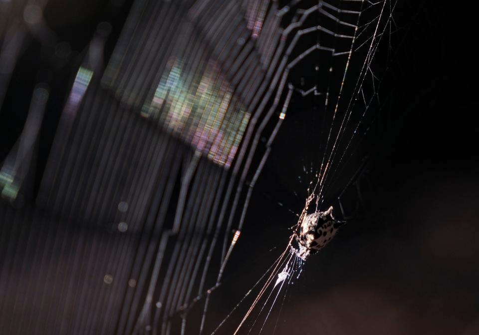 A rainbow of color shimmers on a spider’s web when photographed up close. Beauty can come in some very small packages.