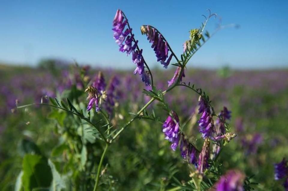 A field of vetch is grown on Ed Sills’ farm in Pleasant Grove on Wednesday, May 7, 2014. The vetch grows in the rice fields during the off years and can be used as animal feed. Later it will be tilled into the soil to provide nitrogen for the rice. Randall Benton/Sacramento Bee file