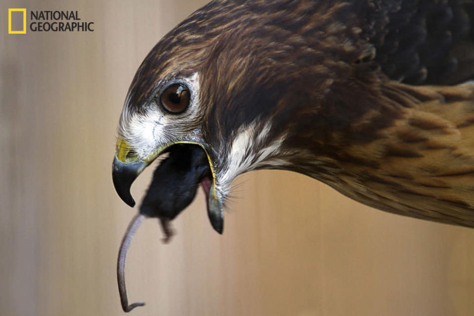 Even though this is a tame hawk, it still possesses the wow factor! A perfectly timed picture of a red-tailed hawk eating a mouse whole. Is the mouse jumping into the hawk’s mouth? I leave that up to the viewer to decide. (Photo and caption Courtesy Michael Rowlandson / National Geographic Your Shot) <br> <br> <a href="http://ngm.nationalgeographic.com/your-shot/weekly-wrapper" rel="nofollow noopener" target="_blank" data-ylk="slk:Click here;elm:context_link;itc:0;sec:content-canvas" class="link ">Click here</a> for more photos from National Geographic Your Shot.