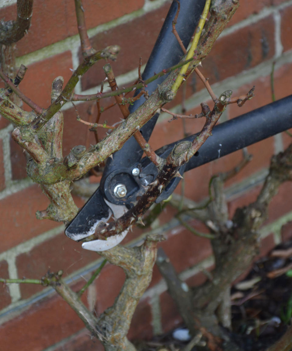 Using loppers to remove a length of dead rose wood