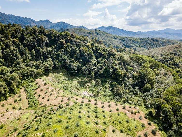 A drone view of a palm oil plantation created through deforestation in Thailand.