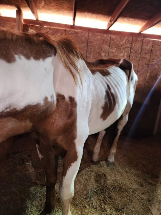 Horse named Rocky rescued from McDaniel's property, Courtesy Pueblo Animal Law Enforcement