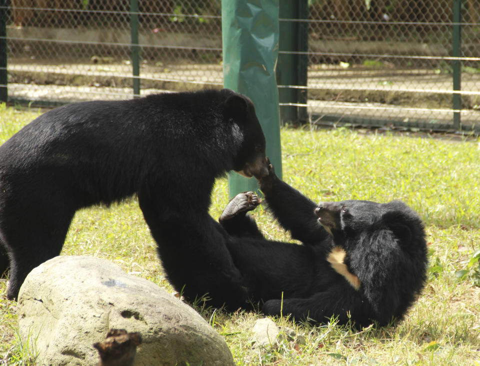 In this photo taken Oct. 29, 2012, two bears play inside an enclosure at the Vietnam Bear Rescue Center in Tam Dao, Vietnam. The bears, some of them blinded or maimed, play behind tall green fences like children at school recess. Rescued from Asia's bear bile trade, they were brought to live in this lush national park, but now they may need saving once more. The future of the $2 million center is in doubt after Vietnam's vice defense minister in July ordered it not to expand further and to find another location, saying the valley is of strategic military interest. Critics allege the park director is urging an eviction because he has a financial stake in a proposed ecotourism venture on park property - accusations he rejects. (AP Photo/Mike Ives)