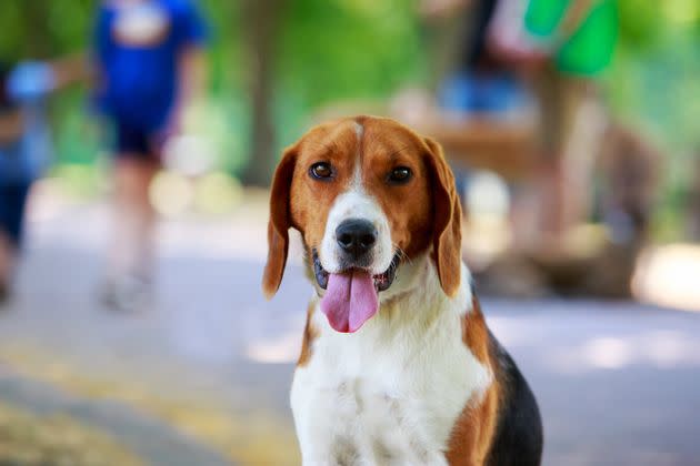 The parasite has been known to spread in kennels of foxhounds. 