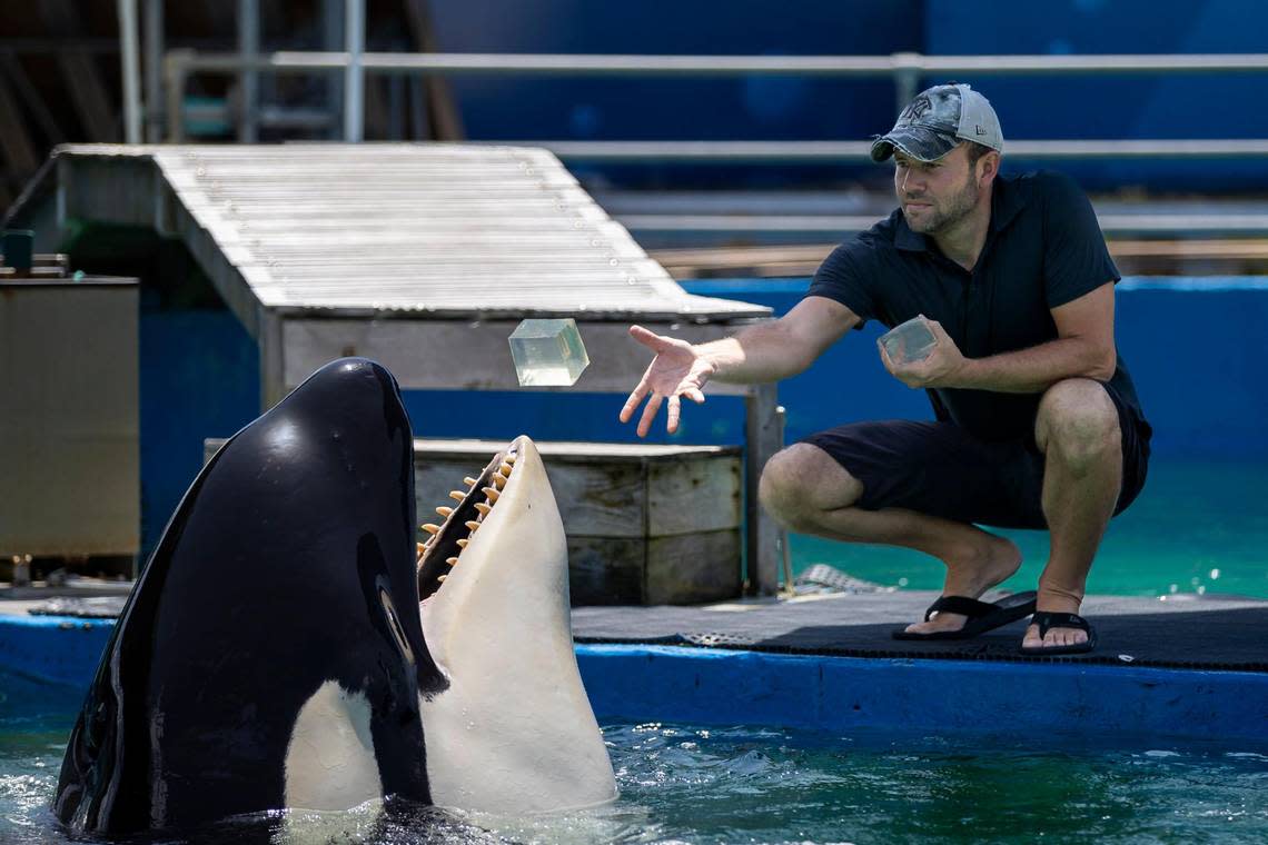 Trainer Mike Partica feeds Lolita the killer whale, also known as Tokitae, jello inside her stadium tank at the Miami Seaquarium on Saturday, July 8, 2023, in Miami, Fla. After officials announced plans to move Lolita from the Seaquarium, trainers and veterinarians are now working to prepare her for the move.
