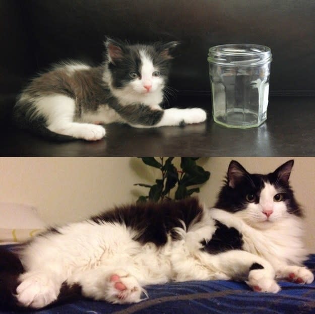a kitten the size of a small jar; the kitten grown up