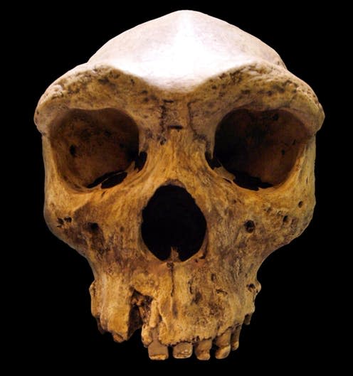 <span class="caption">Homo rhodesiensis is an example of an archaic human. </span> <span class="attribution"><span class="source">wikipedia</span>, <a class="link " href="http://creativecommons.org/licenses/by-sa/4.0/" rel="nofollow noopener" target="_blank" data-ylk="slk:CC BY-SA;elm:context_link;itc:0;sec:content-canvas">CC BY-SA</a></span>