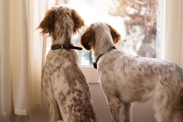 <p>ROMAOSLO/Getty</p> Two English Setters looking out of a window