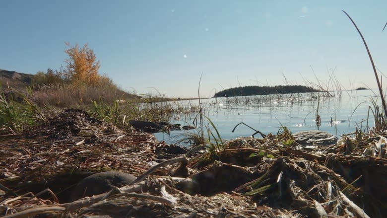 Groups urge UNESCO to put Wood Buffalo National Park on 'in danger' list