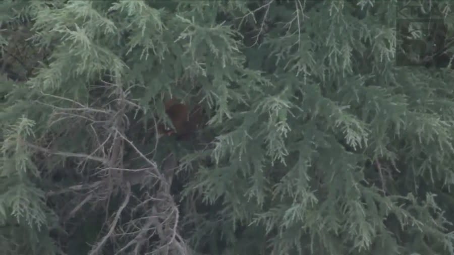 The shape of a black bear can be seen from Sky5 as it hid in a tree in Muscoy on Sept. 28, 2023. (KTLA)