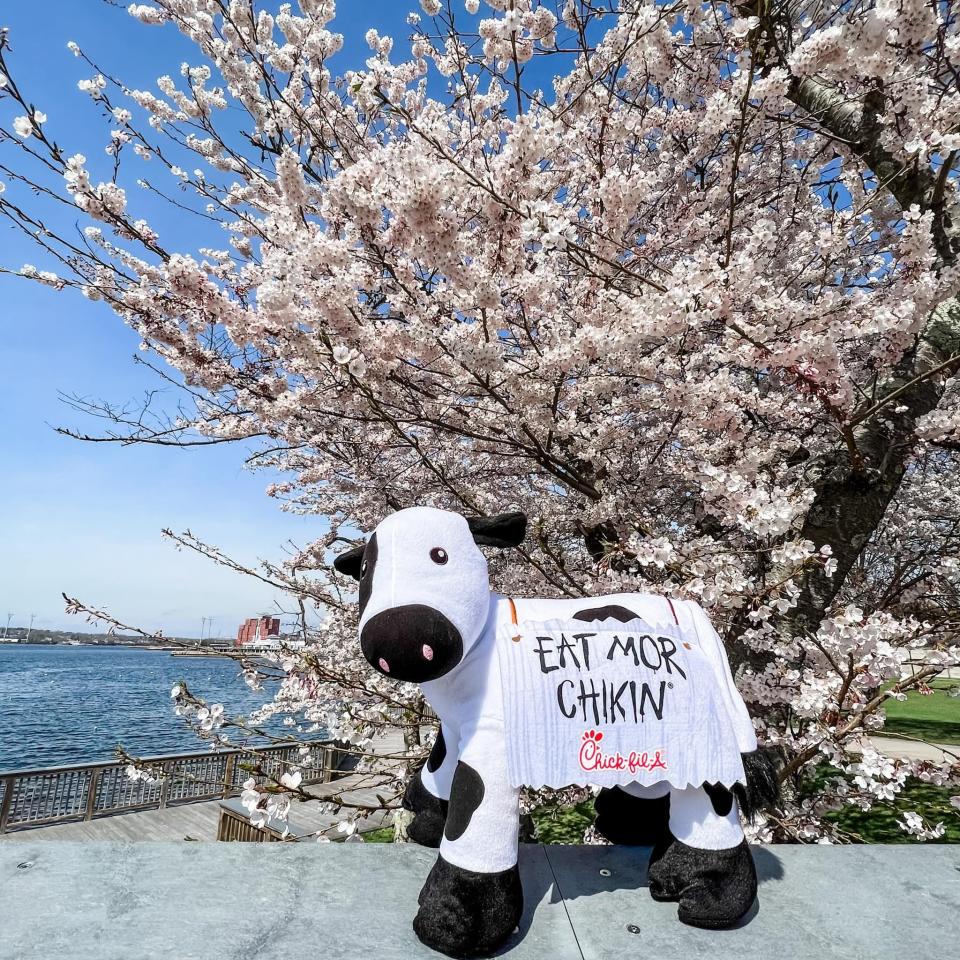 The Chick-fil-A cow has been spotted at several Fall River locales, including the Heritage State Park boardwalk, reminding folks to ditch the red meat and “Eat mor chikin” as the restaurant chain prepares to roll into the city.