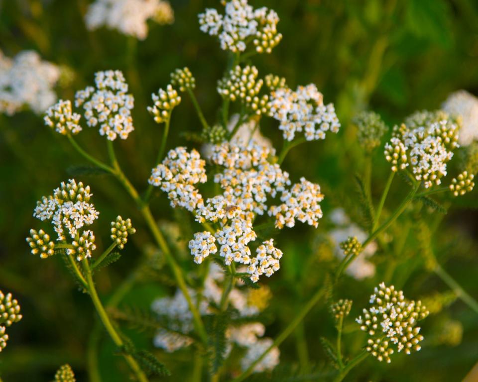<p> Humble yarrow should be on any gardener&apos;s radar. Comes in a variety of colors and blooms between June to September. Works great as a wildlife garden plant or in a rural setting. </p> <p> <strong>Maintenance:</strong> Dead-head regularly to prolong flowering </p> <p> <strong>Soil type</strong>: Well draining soil that doesn&apos;t get waterlogged&#xA0; </p> <p> <strong>Where to plant:</strong> Full sun or partial shade </p>