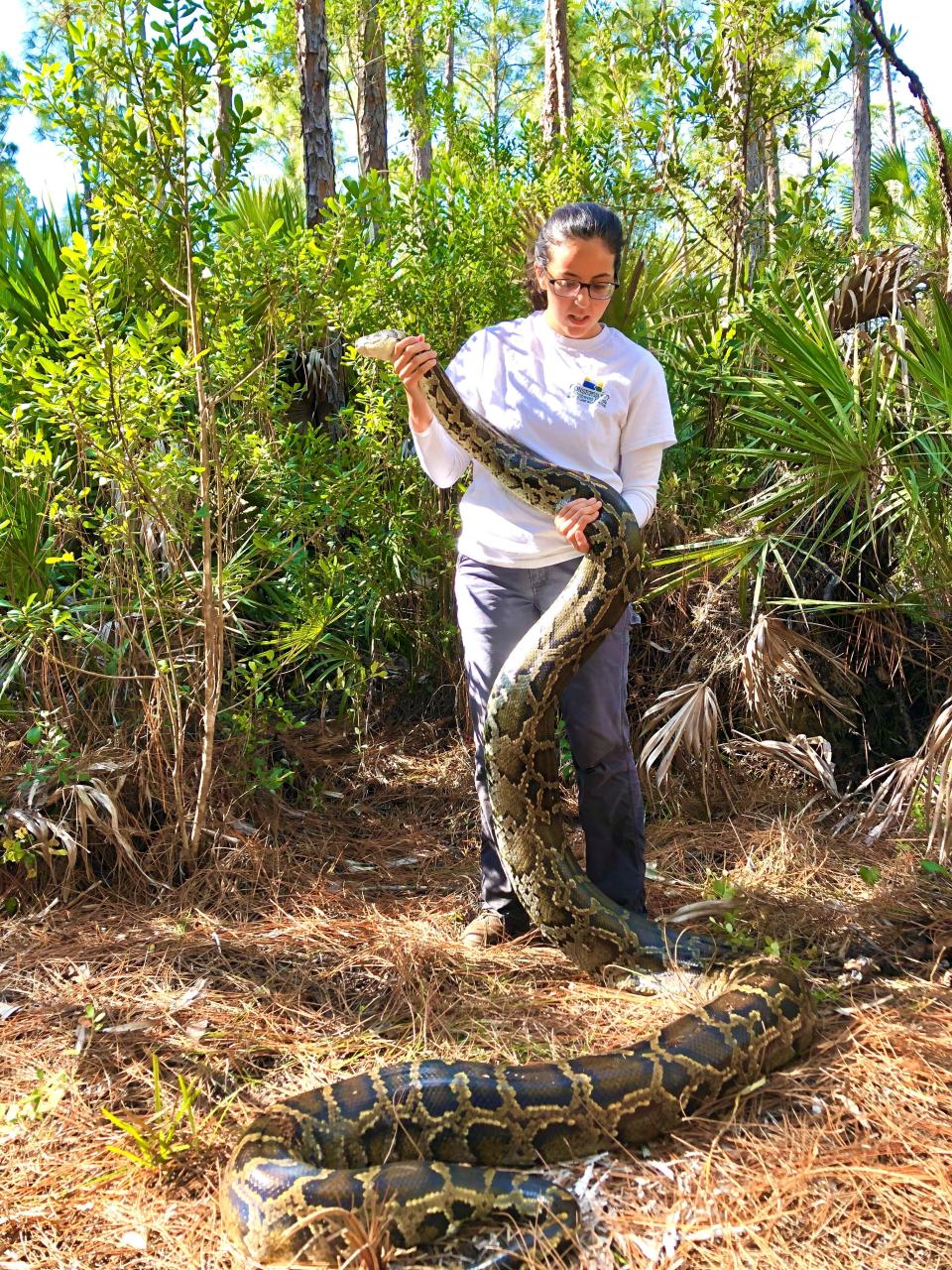 Conservation Associate Mady Eori with the Conservancy of Southwest Florida holds a 15-foot, 125-pound female Burmese python in the Picayune Strand State Forest.