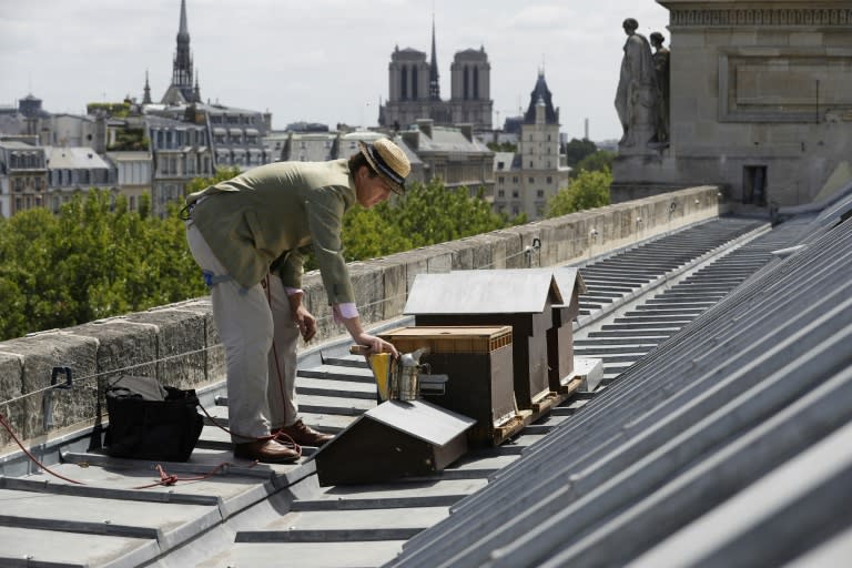 Paris today boasts more than 700 beehives, according to 2015 figures, most located on rooftops such as those of the haute cuisine Tour d'Argent restaurant, the Grand Palais and the Musee d'Orsay