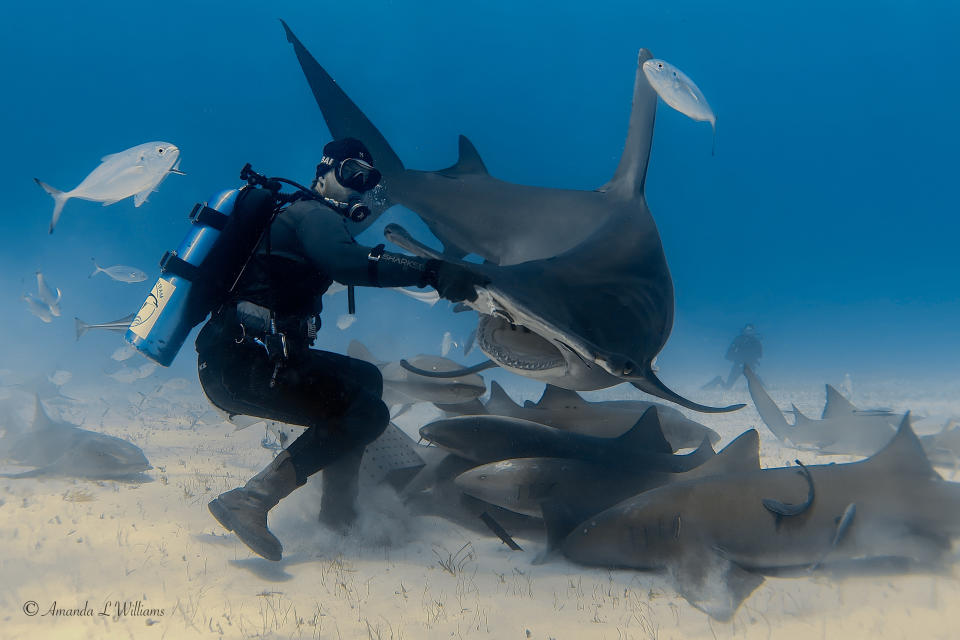 A diver in scuba gear interacts with multiple large sharks underwater while several fish swim around