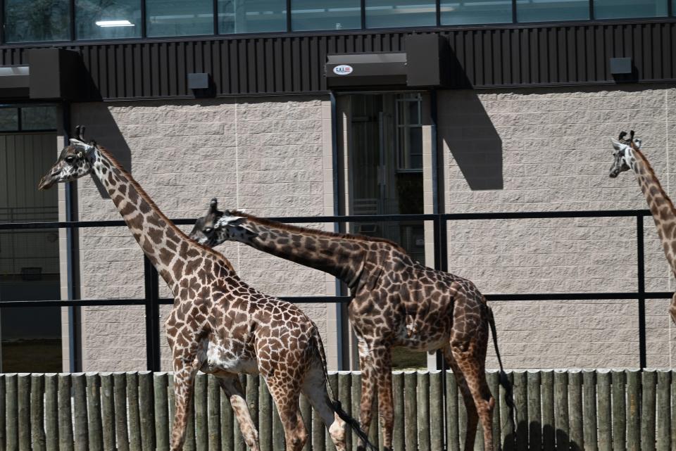 The giraffes at Potawatomi Zoo in South Bend were ill at ease during the solar eclipse Monday, April 8, 2024.