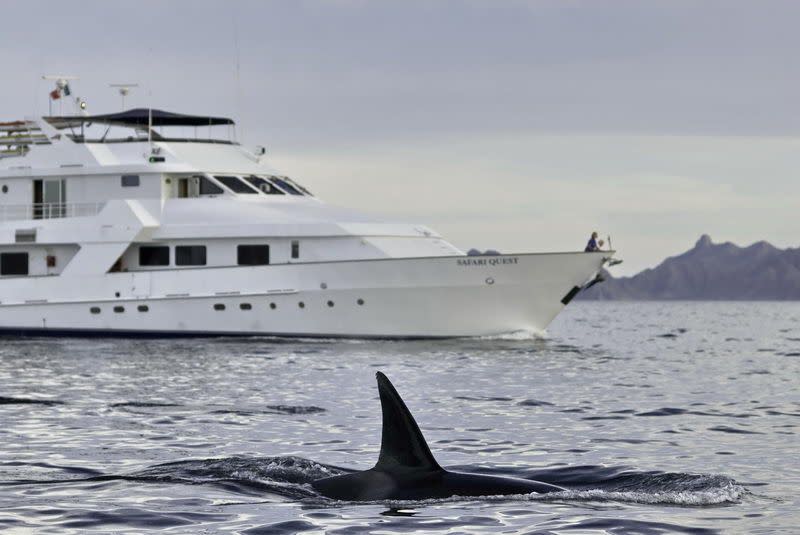 Photo Courtesy of Kevin Martin/American Safari Cruises Safari Quest and Killer Whale (Orca) in the Sea of Cortez