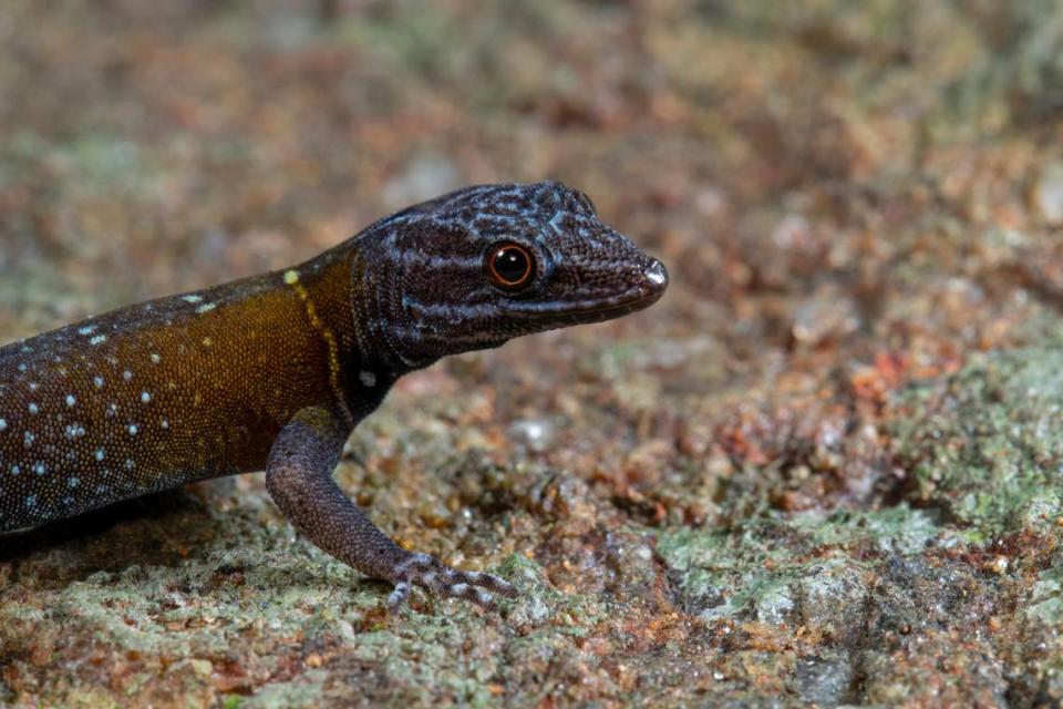 A close-up photo of a male Cnemaspis vangoghi, or Van Gogh’s starry dwarf gecko.