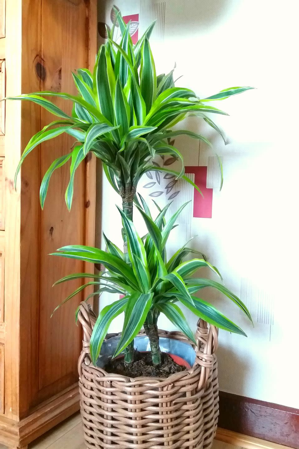 <p>There are many different types of dracaena plants, but most have long, strappy leaves and are tolerant of lower light levels. They also prefer slightly moist soil so check them every few days or so.</p><p><a class="link " href="https://go.redirectingat.com?id=74968X1596630&url=https%3A%2F%2Fwww.thesill.com%2Fproducts%2Fdracaena-marginata&sref=https%3A%2F%2Fwww.thepioneerwoman.com%2Fhome-lifestyle%2Fgardening%2Fg40365346%2Fbest-low-light-indoor-plants%2F" rel="nofollow noopener" target="_blank" data-ylk="slk:Shop Now;elm:context_link;itc:0;sec:content-canvas">Shop Now</a></p>