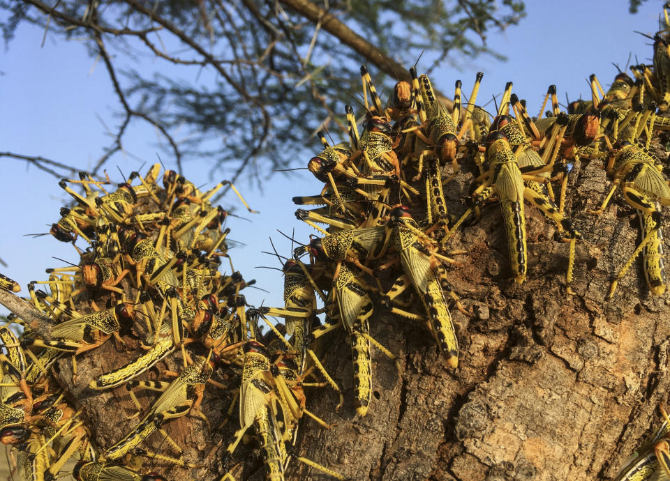 Locusts swarm on a tree south of Lodwar town in Turkana county, northern Kenya Tuesday, June 23, 2020. The worst outbreak of the voracious insects in Kenya in 70 years is far from over, and their newest generation is now finding its wings for proper flight. (AP Photo/Boris Polo)