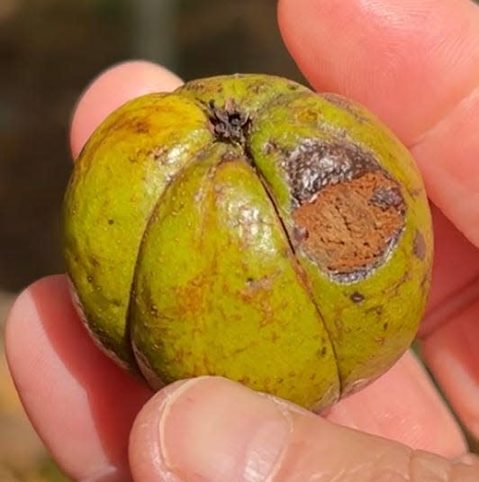 A shagbark hickory nut with its outer coating still intact.