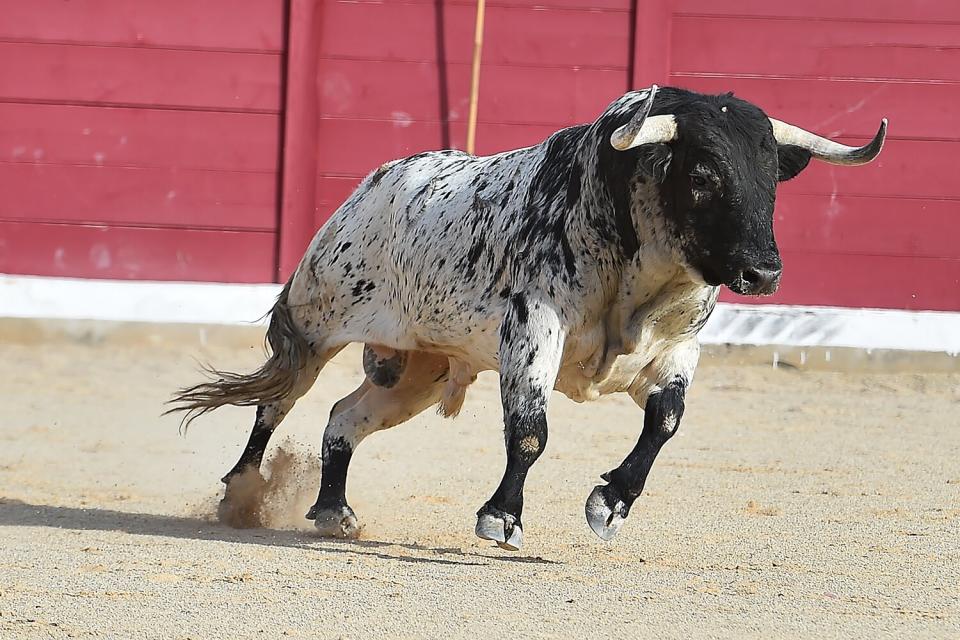 rodeo bull