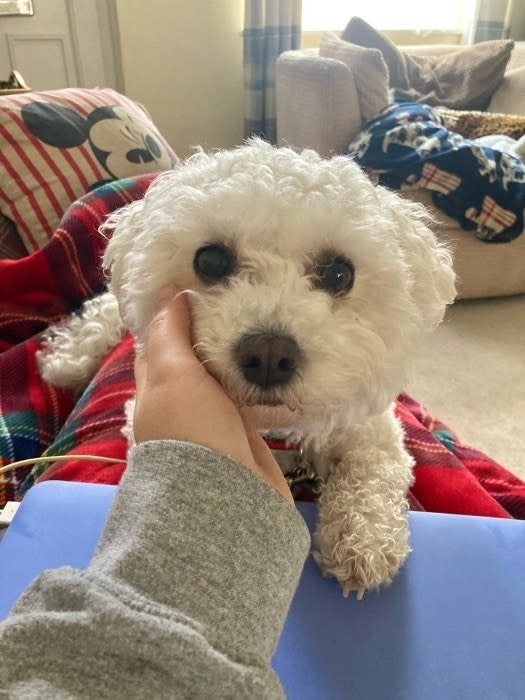 a small poodle mix lying on their owner's lap