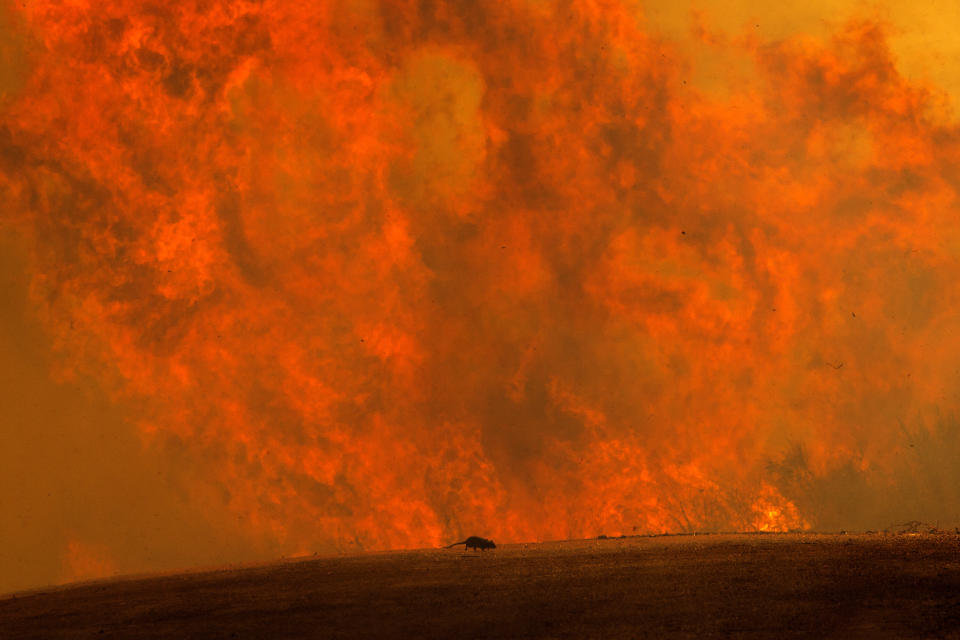 A mouse runs as flames flare at the Apple Fire in Cherry Valley, Calif., Saturday, Aug. 1, 2020. A wildfire northwest of Palm Springs flared up Saturday afternoon, prompting authorities to issue new evacuation orders as firefighters fought the blaze in triple-degree heat.(AP Photo/Ringo H.W. Chiu)