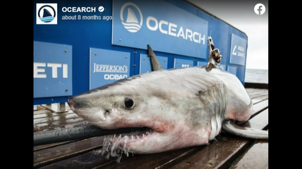 White shark Simon was tagged in 2022 off Georgia. He has since traveled 4,000 miles with another shark named Jekyll, suggesting they are friends, OCEARCH says.