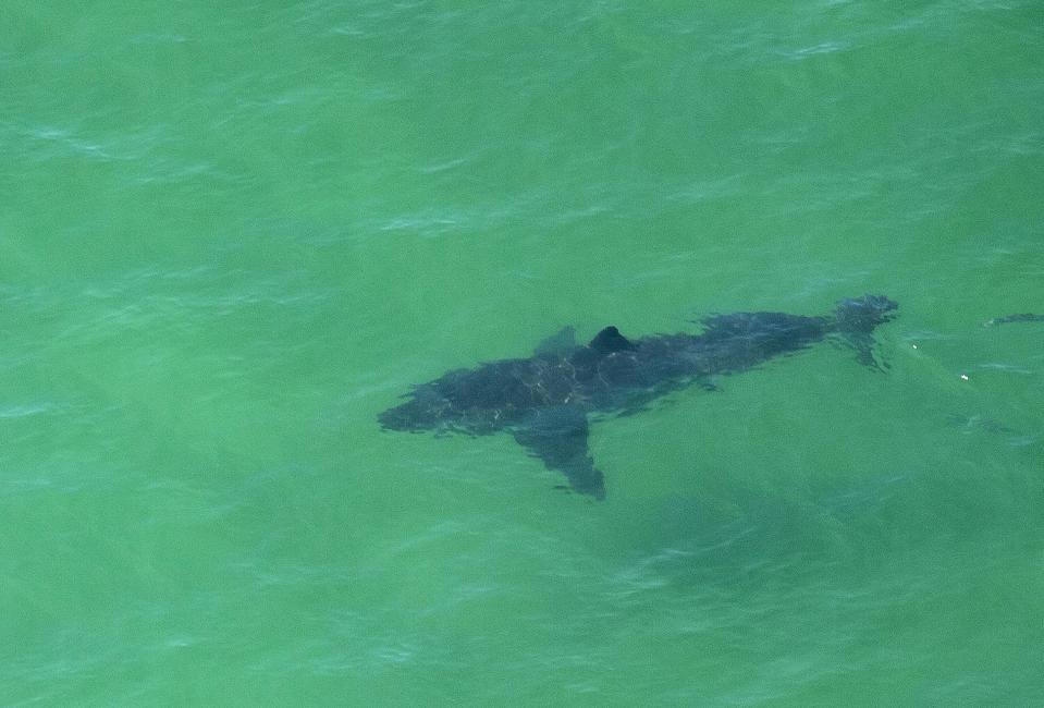 A Great White Shark swims off the shore of Cape Cod, Massachusetts on July 13, 2019.