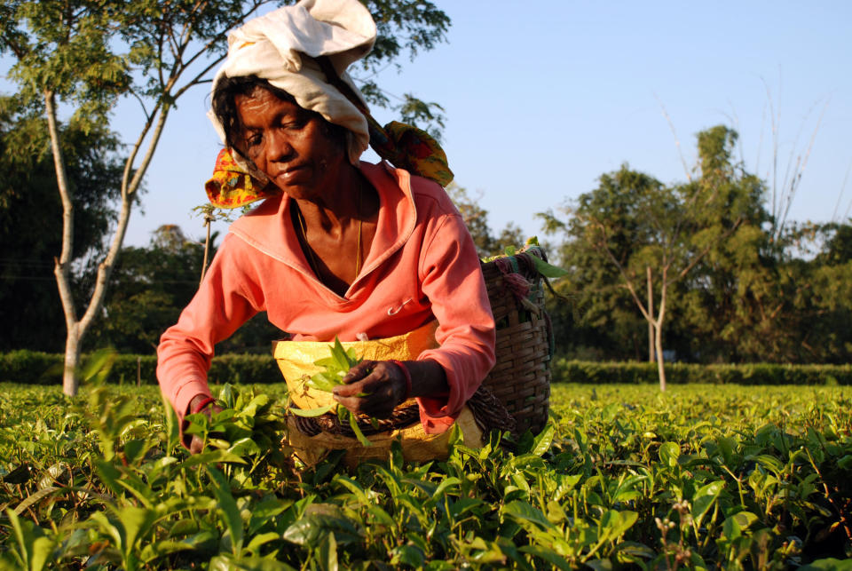 In this photo taken Dec. 4, 2012, a plucker makes her way through the tea bushes on the Addabarie Tea Estate in Assam, which dates back to 1870 and British colonial times in Balipara, India. Tourists can stay at nearby bungalows or a luxury 19th century lodge which once housed the estate manager. (AP Photo/Denis Gray)