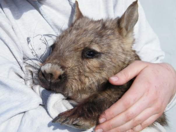 Wombat Awareness Organisation specialises in the care of southern hairy-nosed wombats. Source: Supplied