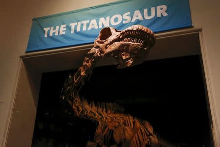 The skeleton cast of a titanosaur is seen during a media preview at the American Museum of Natural History in New York January 14, 2016. The new, 122-foot (37-meter) dinosaur skeleton to be unveiled on Friday is too long to fit in the fossil hall and so its neck and head will poke out toward the elevator banks, offering a surprise greeting when the lift doors open. REUTERS/Shannon Stapleton