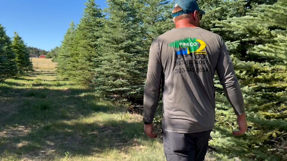 Image shows man walking through tree farm.