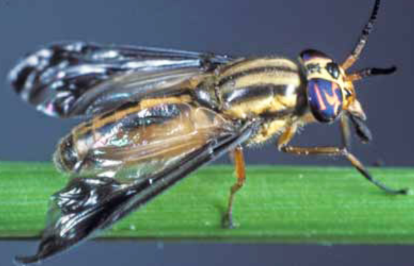 This image shows a deer fly.