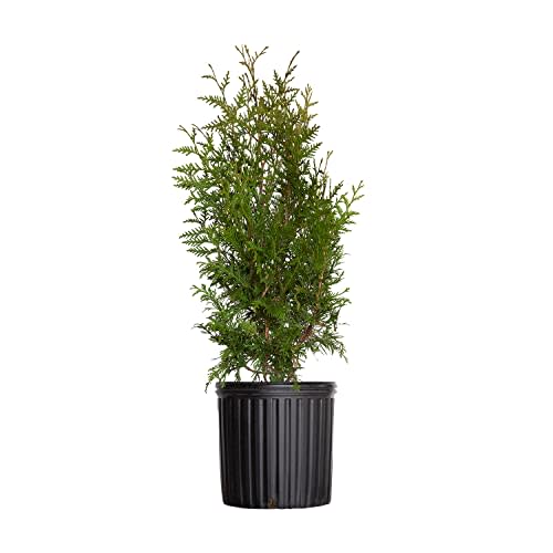 Green Giant Arborvitae (2.5 Gallon) Fast Growing Evergreen Thuja Tree - Full Sun Live Outdoor Plant