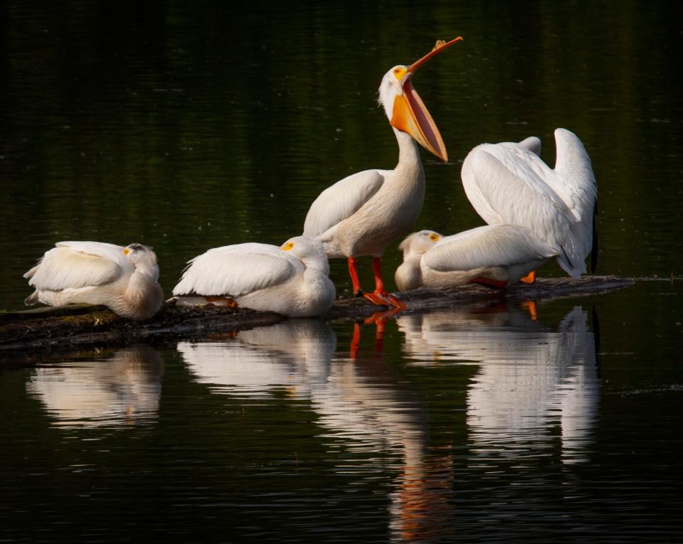 An American White Pelican lets out a yawn as the bird settles in for the night with a flock gathered on Kirk Pond northwest of Eugene at sunset. One of the largest North American birds, the American White Pelican migrates through the western United States, Mexico and Central America, but breed at fewer than 60 colonies in the U.S.