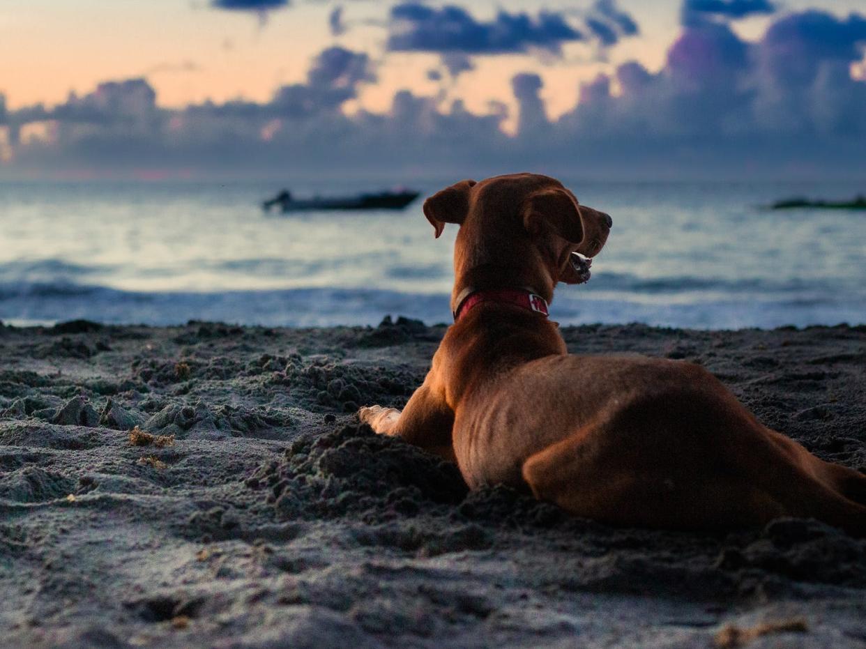 A photo of Pickle on the beach in Grenada.