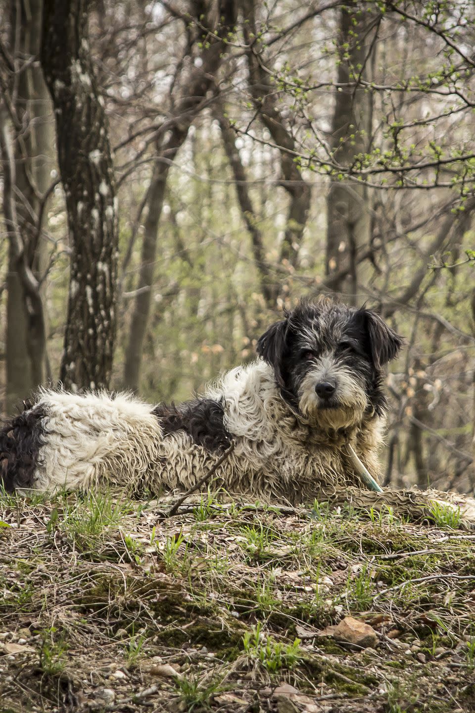 13) Romanian Mioritic Shepherd Dog