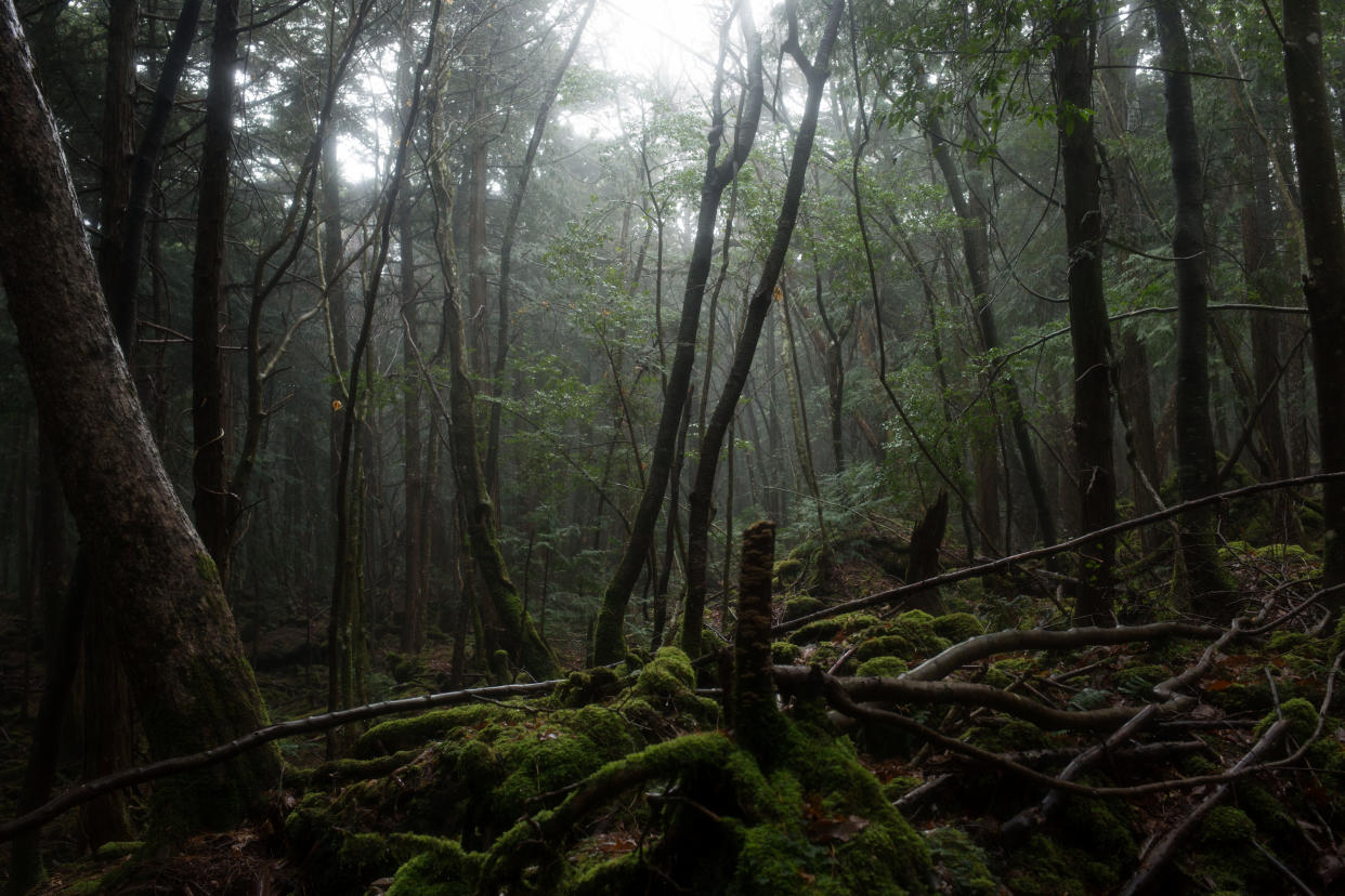 El bosque Aokigahara, conocido como "el Bosque de los Suicidios", cerca del monte Fuji en Japón, el 27 de diciembre de 2016. (Ko Sasaki/The New York Times)
