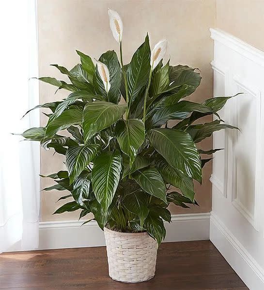 10) Peace Lily Plant