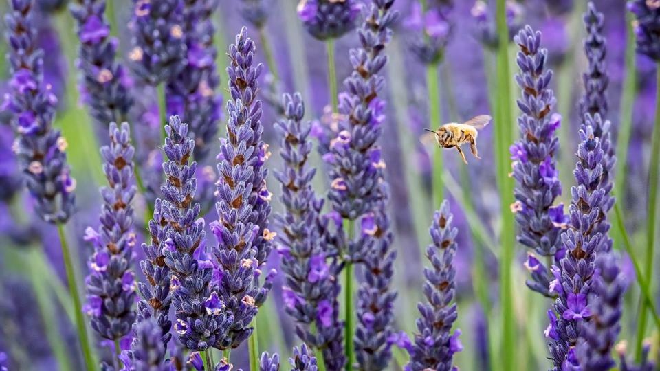 bee in flight in between the lavender plants on whidbey island, washington state lavender is cultivated in temperate climates for garden and landscape use, for use as culinary herbs and also for the extraction of essential oils