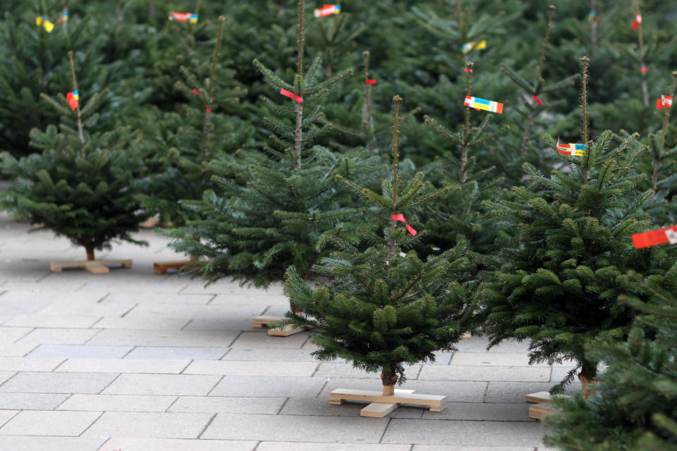 Weihnachtsbaumplantagen gibt es fast in ganz Deutschland.