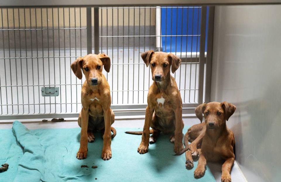 Puppies are waiting for adoption at the Stanislaus Animal Services Agency in Modesto, Calif., Thursday, March 14, 2024.